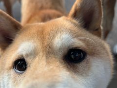 -柴犬高等学院·狗咖·柴犬售卖·宠物训练