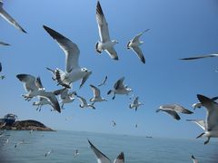 -海驴岛(荣成市)