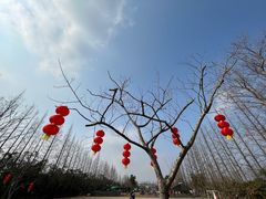 -前小桔亲子创意农场·草莓采摘·露营烧烤