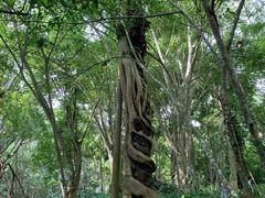 -中国科学院西双版纳热带植物园