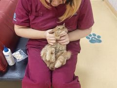 -瑞派天宁宠物医院·猫科·异宠中心