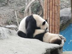 -中国大熊猫保护研究中心雅安碧峰峡基地