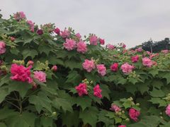 -广西壮族自治区药用植物园