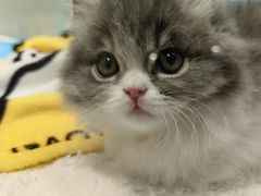 -babydoll猫舍·米努特·德文·缅因(久光中心店)