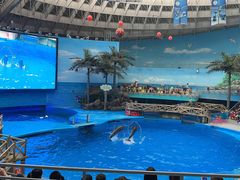 -海合安成都极地海洋公园