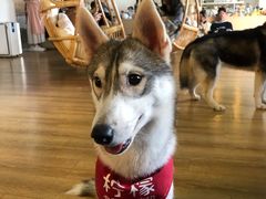 -Husky Go! 哈士奇体验馆·宠物咖啡厅狗咖