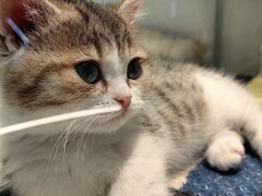 -babydoll猫舍·米努特·德文·缅因(久光中心店)