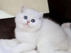 -猫十亿·布偶金渐层·曼基康矮脚猫舍(青年路店)