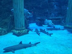 -芜湖新华联大白鲸海洋公园