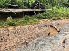 -西双版纳原始森林公园