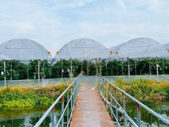 -马陆小张葡萄园农家乐