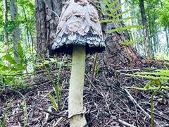 -黄海国家森林公园