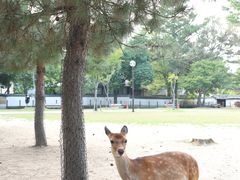 -奈良公园