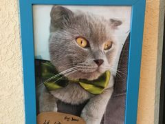-猫友咖啡店(玉林西路店)
