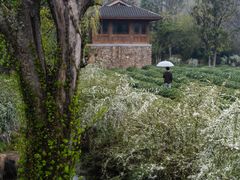 -中国茶叶博物馆(双峰馆区)