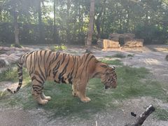 -上海野生动物园老虎餐厅