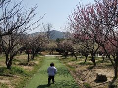 -香雪海