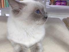 -喵的天空名猫咖啡馆·撸猫·猫舍·用品