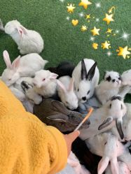 -萌宠亲子动物乐园(槐房万达店)