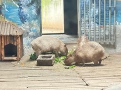 -石家庄市动物园