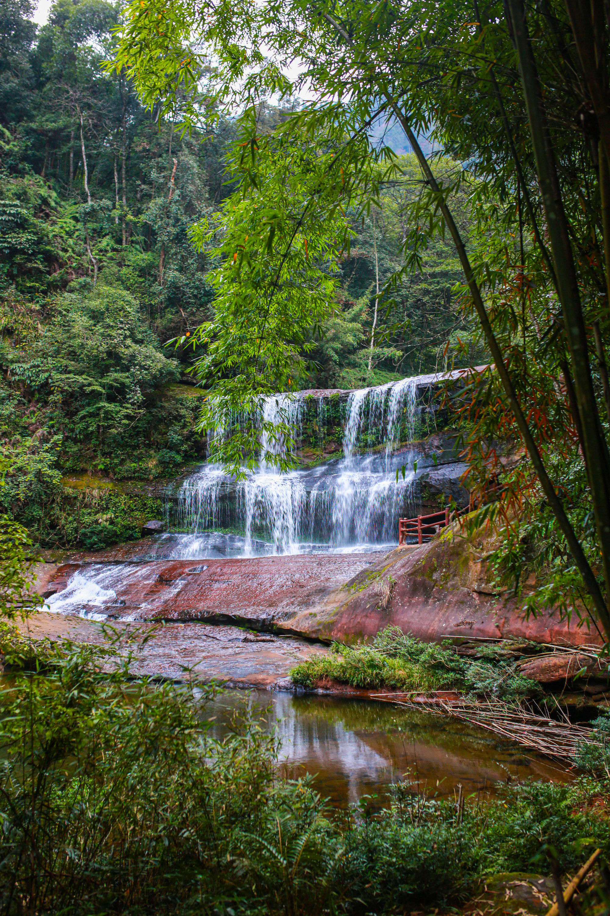 【黄荆老林】是四川泸州的一片原始老林,位