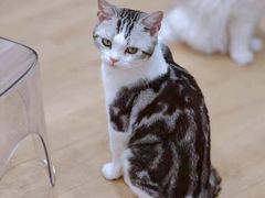 -有喵·猫咖·狗咖·30几只猫10只小狗(岗厦店)