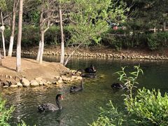 -长白岛森林公园