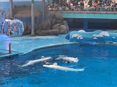 -海合安成都极地海洋公园