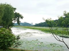 -月湖风景区