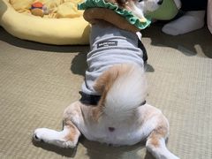 -逗柴咖啡屋·狗咖猫咖宠物桌游