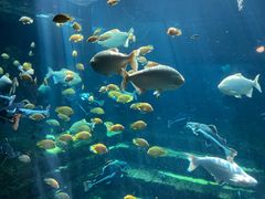 -珠海长隆海洋王国