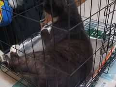 -瑞派宠物医院·24h·骨外科·皮肤科·全科宠物医疗转诊中心(沈阳浑南院)