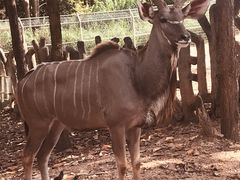 -清迈夜间动物园