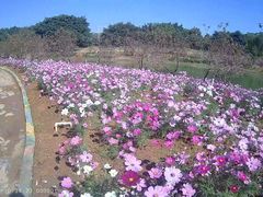-松山湖梦幻百花洲