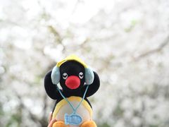 -武汉大学-樱园