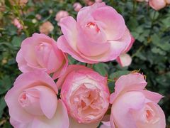 -人民公园(罗湖区)