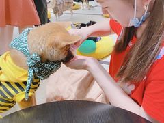 -逗柴咖啡屋·狗咖猫咖宠物桌游
