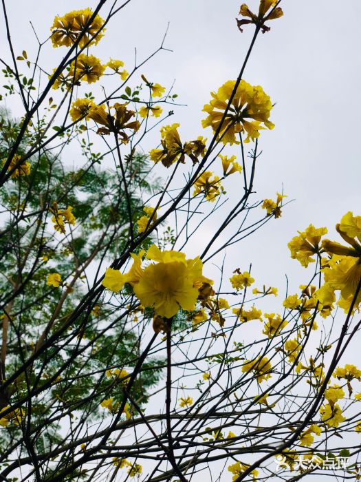 南国桃园旅游度假区图片