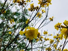 -南国桃园旅游度假区