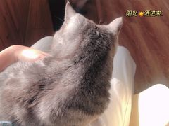 -猫的茶·猫咖