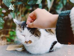 -青羊宫