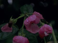 -广富林郊野公园