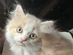 -糯米喵星人总部直营旗舰店·猫舍·幼猫出售