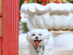 -超宠爱宠物摄影-Super pet