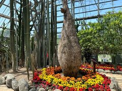 -南山植物园