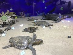 -广东惠东海龟国家级自然保护区