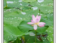 -长兴太湖图影湿地文化园