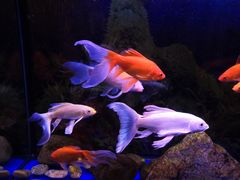 -宜昌富力皇冠假日酒店·咖啡1号西餐厅