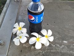 -夏威夷珍珠港