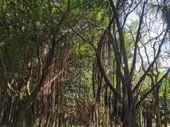 -深圳湾公园(南山区)